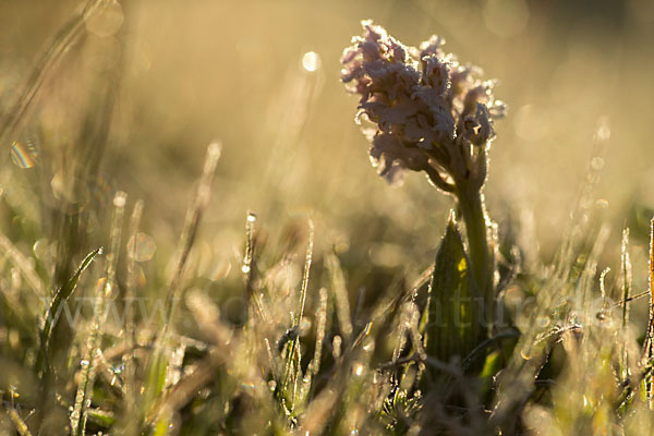 Dreizähniges Knabenkraut (Orchis tridentata)