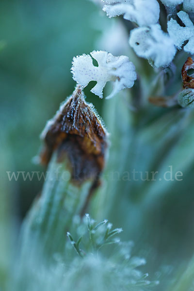 Dreizähniges Knabenkraut (Orchis tridentata)