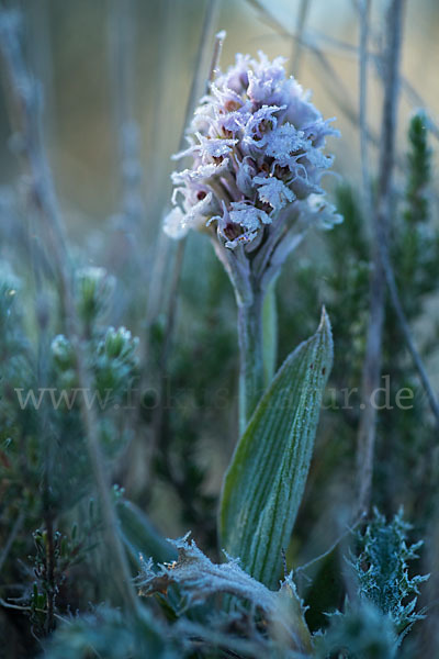 Dreizähniges Knabenkraut (Orchis tridentata)