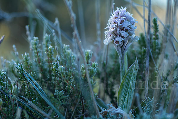 Dreizähniges Knabenkraut (Orchis tridentata)