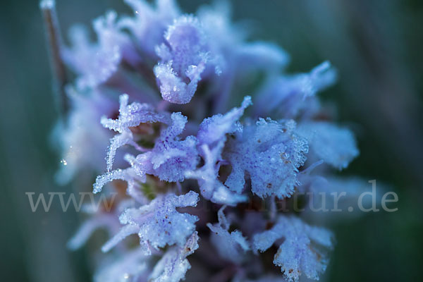 Dreizähniges Knabenkraut (Orchis tridentata)