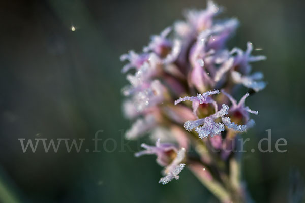 Dreizähniges Knabenkraut (Orchis tridentata)