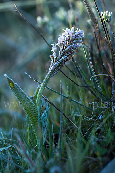 Dreizähniges Knabenkraut (Orchis tridentata)