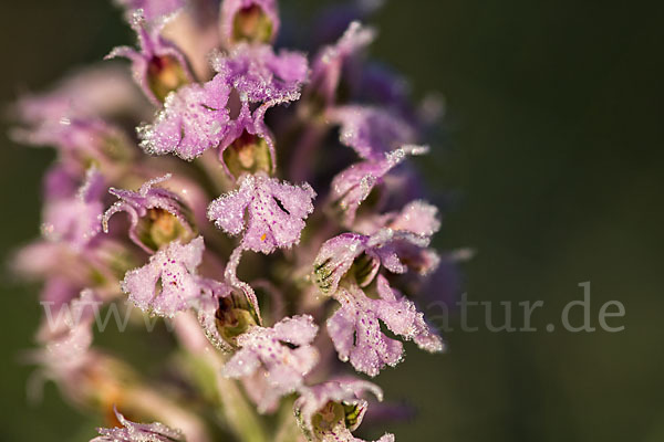 Dreizähniges Knabenkraut (Orchis tridentata)