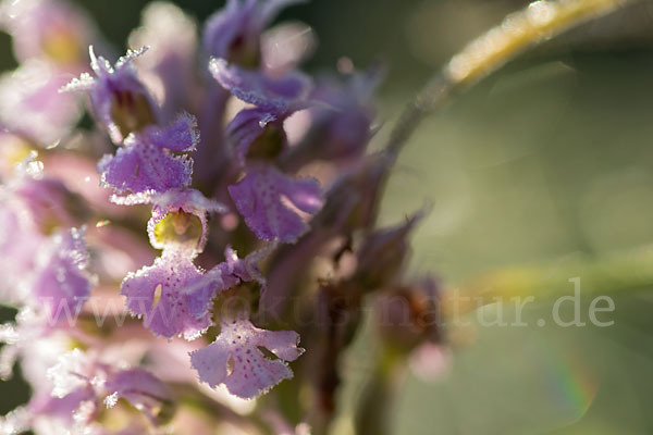 Dreizähniges Knabenkraut (Orchis tridentata)