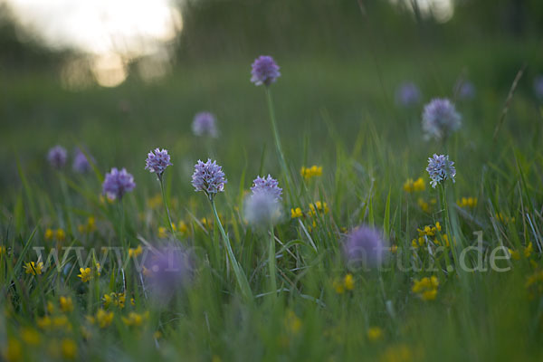 Dreizähniges Knabenkraut (Orchis tridentata)