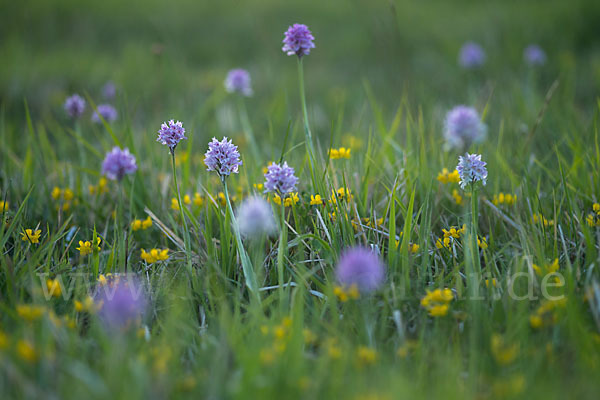 Dreizähniges Knabenkraut (Orchis tridentata)