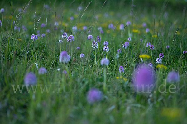 Dreizähniges Knabenkraut (Orchis tridentata)