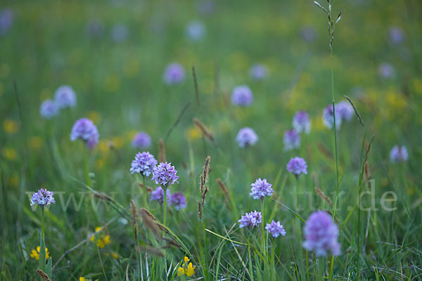 Dreizähniges Knabenkraut (Orchis tridentata)