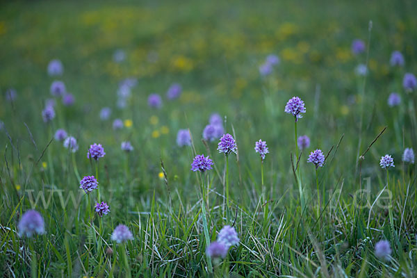 Dreizähniges Knabenkraut (Orchis tridentata)