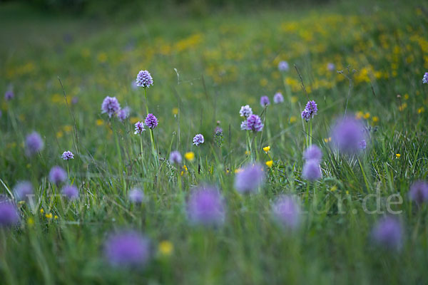 Dreizähniges Knabenkraut (Orchis tridentata)