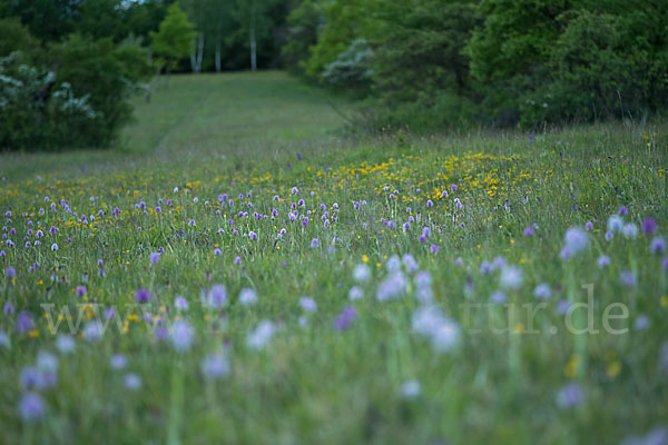 Dreizähniges Knabenkraut (Orchis tridentata)