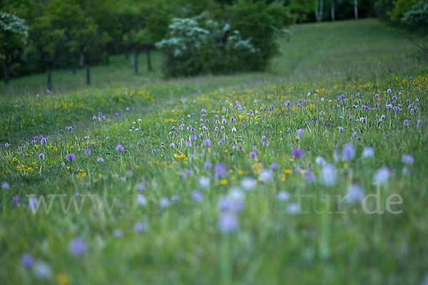 Dreizähniges Knabenkraut (Orchis tridentata)