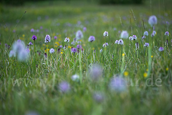 Dreizähniges Knabenkraut (Orchis tridentata)