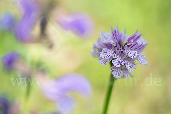 Dreizähniges Knabenkraut (Orchis tridentata)