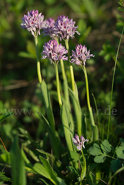 Dreizähniges Knabenkraut (Orchis tridentata)