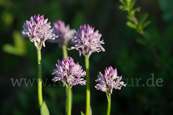 Dreizähniges Knabenkraut (Orchis tridentata)