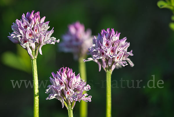 Dreizähniges Knabenkraut (Orchis tridentata)