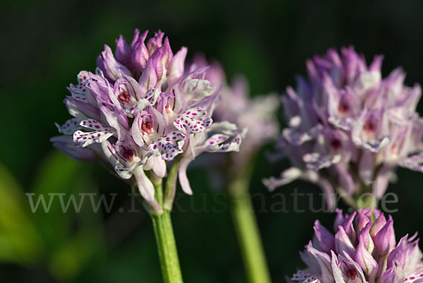 Dreizähniges Knabenkraut (Orchis tridentata)