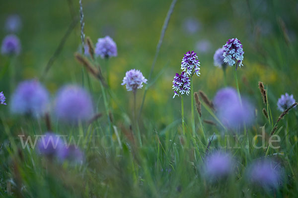 Dreizähniges Knabenkraut x Brand-Knabenkraut (Orchis dietrichiana)