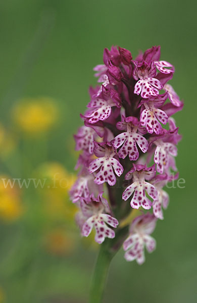 Dreizähniges Knabenkraut x Brand-Knabenkraut (Orchis tridentata x Orchis ustulata)