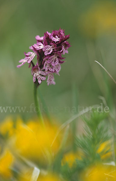 Dreizähniges Knabenkraut x Brand-Knabenkraut (Orchis tridentata x Orchis ustulata)