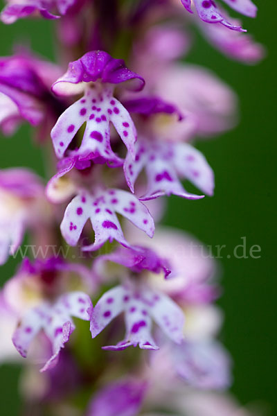 Dreizähniges Knabenkraut x Brand-Knabenkraut (Orchis tridentata x Orchis ustulata)