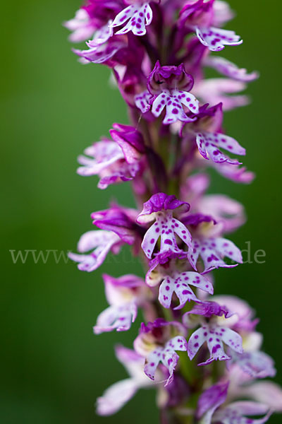 Dreizähniges Knabenkraut x Brand-Knabenkraut (Orchis tridentata x Orchis ustulata)