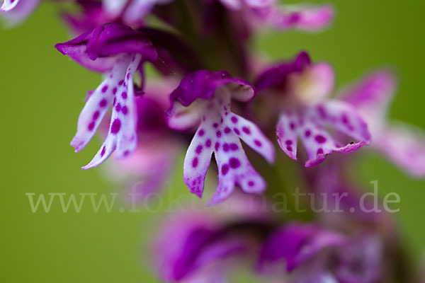 Dreizähniges Knabenkraut x Brand-Knabenkraut (Orchis tridentata x Orchis ustulata)