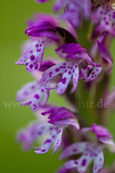 Dreizähniges Knabenkraut x Brand-Knabenkraut (Orchis tridentata x Orchis ustulata)