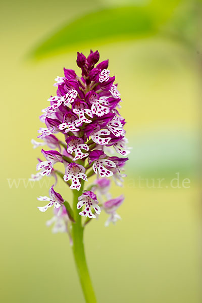 Dreizähniges Knabenkraut x Brand-Knabenkraut (Orchis tridentata x Orchis ustulata)