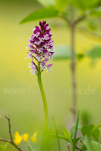 Dreizähniges Knabenkraut x Brand-Knabenkraut (Orchis tridentata x Orchis ustulata)