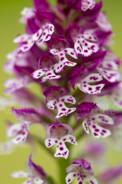 Dreizähniges Knabenkraut x Brand-Knabenkraut (Orchis tridentata x Orchis ustulata)