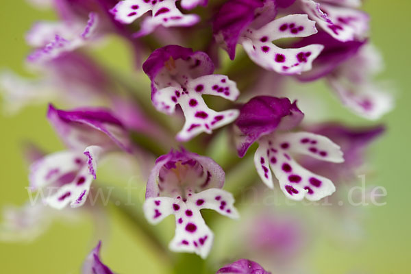 Dreizähniges Knabenkraut x Brand-Knabenkraut (Orchis tridentata x Orchis ustulata)