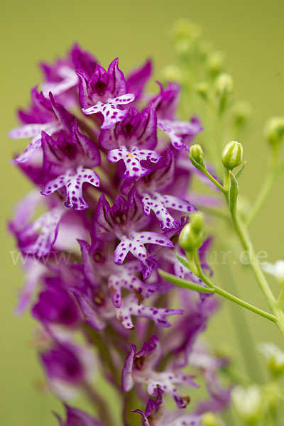 Dreizähniges Knabenkraut x Brand-Knabenkraut (Orchis tridentata x Orchis ustulata)