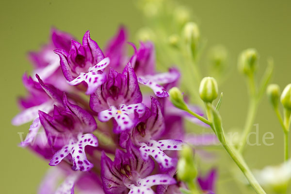 Dreizähniges Knabenkraut x Brand-Knabenkraut (Orchis tridentata x Orchis ustulata)