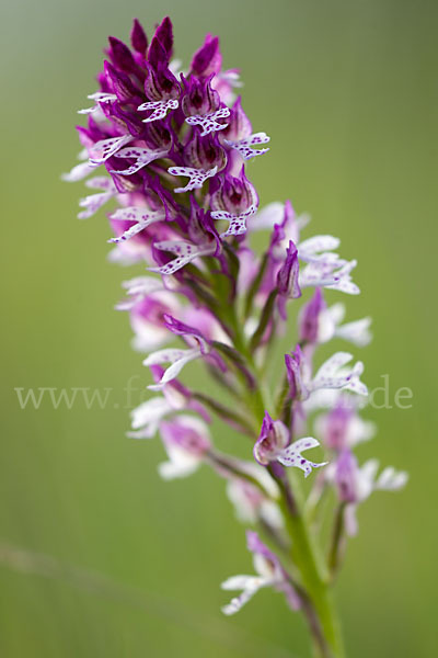 Dreizähniges Knabenkraut x Brand-Knabenkraut (Orchis tridentata x Orchis ustulata)