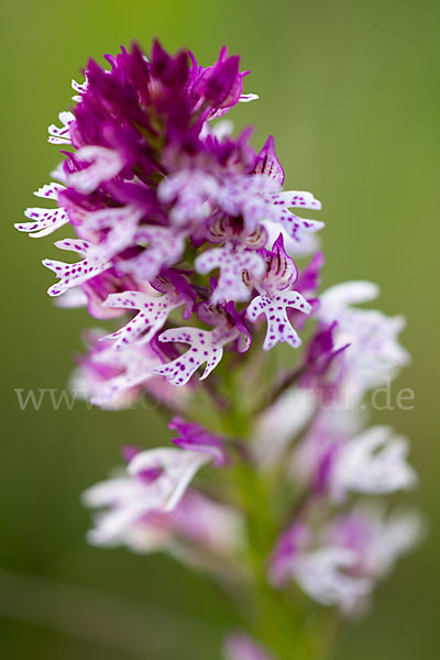 Dreizähniges Knabenkraut x Brand-Knabenkraut (Orchis tridentata x Orchis ustulata)