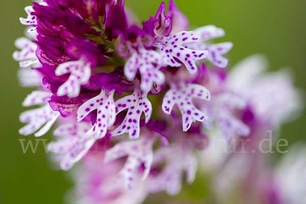 Dreizähniges Knabenkraut x Brand-Knabenkraut (Orchis tridentata x Orchis ustulata)