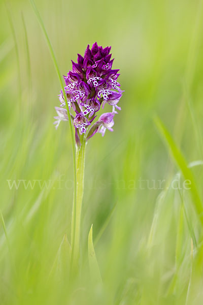 Dreizähniges Knabenkraut x Brand-Knabenkraut (Orchis tridentata x Orchis ustulata)