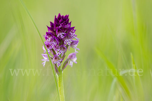 Dreizähniges Knabenkraut x Brand-Knabenkraut (Orchis tridentata x Orchis ustulata)