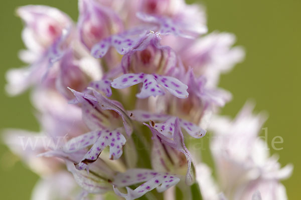 Dreizähniges Knabenkraut x Brand-Knabenkraut (Orchis tridentata x Orchis ustulata)