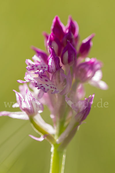 Dreizähniges Knabenkraut x Brand-Knabenkraut (Orchis tridentata x Orchis ustulata)