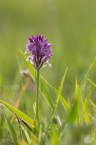 Dreizähniges Knabenkraut x Brand-Knabenkraut (Orchis tridentata x Orchis ustulata)