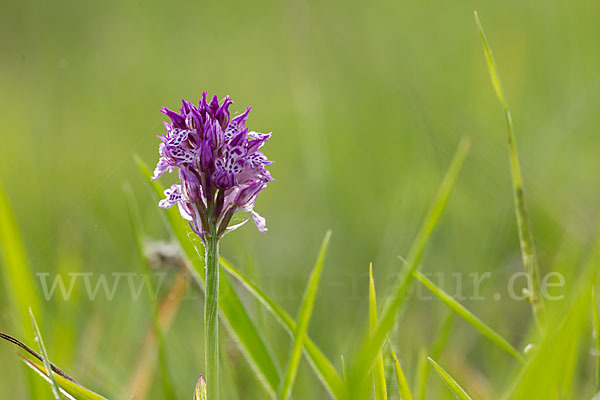 Dreizähniges Knabenkraut x Brand-Knabenkraut (Orchis tridentata x Orchis ustulata)