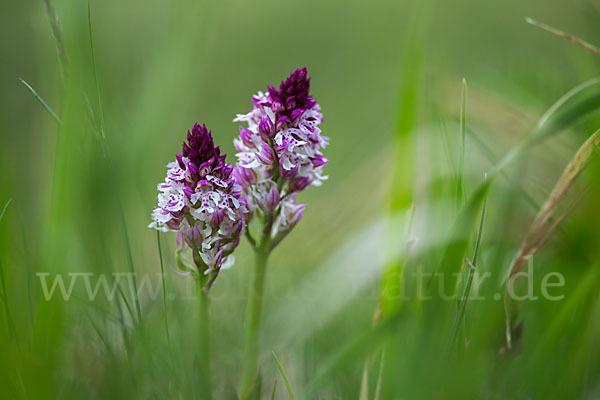 Dreizähniges Knabenkraut x Brand-Knabenkraut (Orchis tridentata x Orchis ustulata)