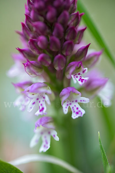 Dreizähniges Knabenkraut x Brand-Knabenkraut (Orchis tridentata x Orchis ustulata)