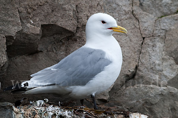 Dreizehenmöwe (Rissa tridactyla)