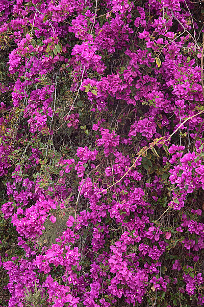 Drillingsblume (Bougainvillea glabra)