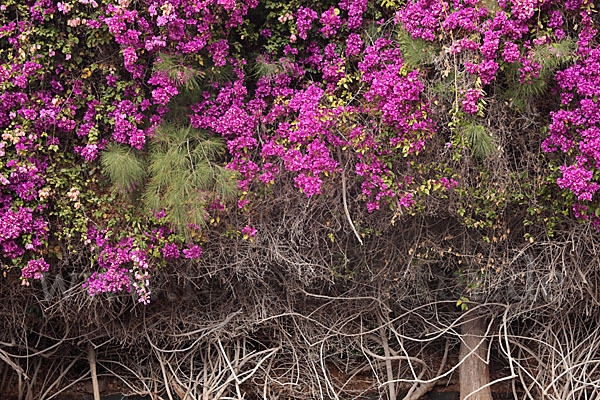 Drillingsblume (Bougainvillea glabra)